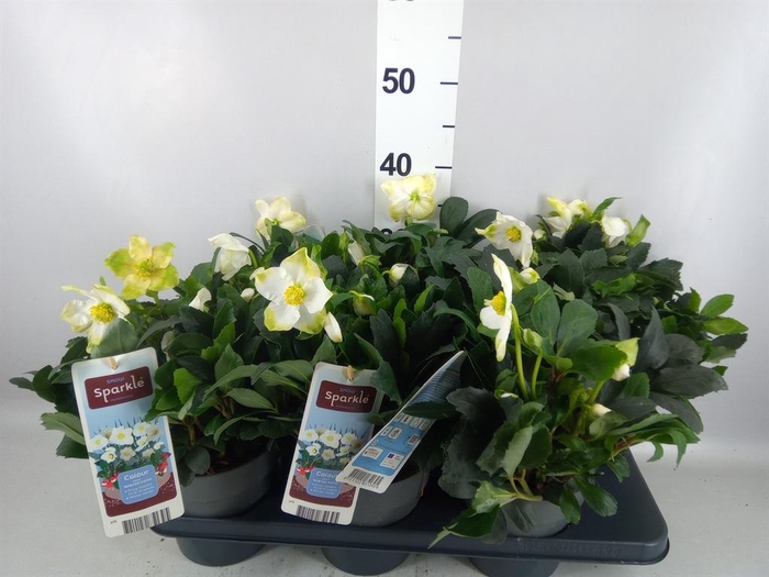 <h4>Helleborus niger</h4>