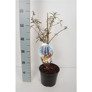 Buddleja dav. Black Knight 50-60 P19