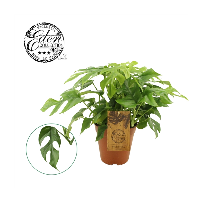 <h4>Monstera Minima 15cm</h4>