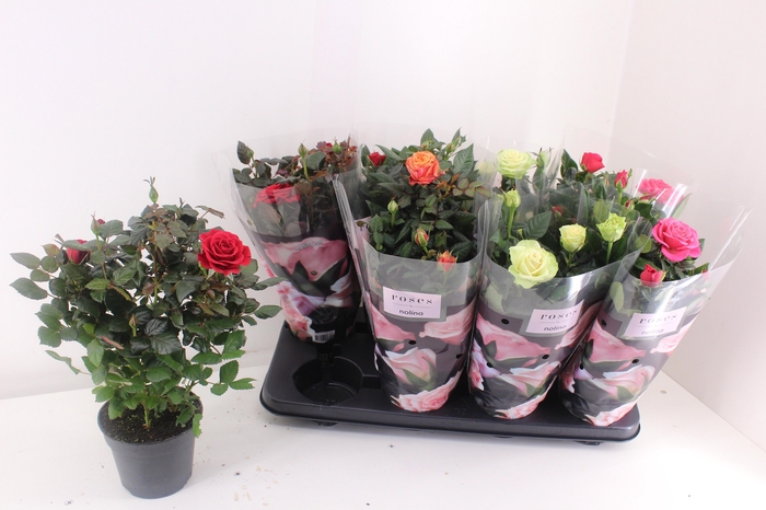 <h4>RO PATHIT GEM 4 SRT</h4>