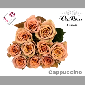 R GR CAPPUCCINO