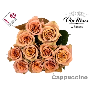 R Gr Cappuccino