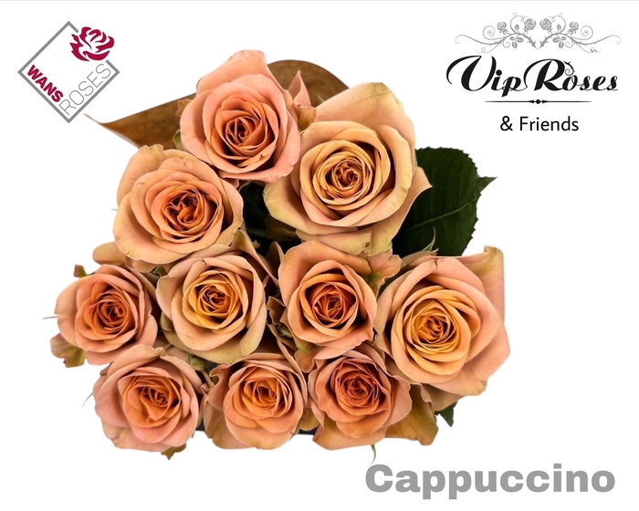 <h4>R Gr Cappuccino</h4>