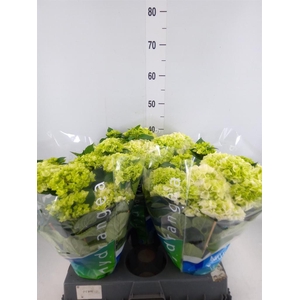 Hydrangea mac. 'Wudu'