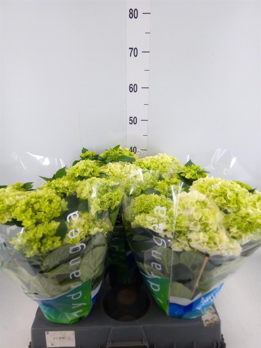 <h4>Hydrangea mac. 'Wudu'</h4>