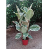 Ficus elastica 'Tineke'