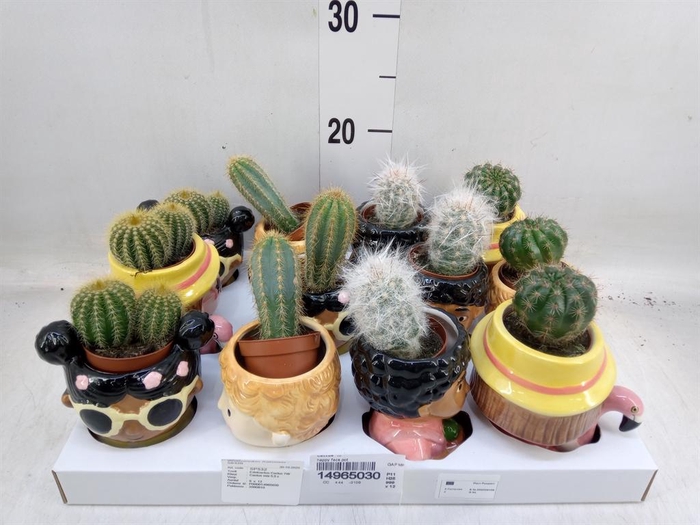 <h4>Cactus   ...</h4>