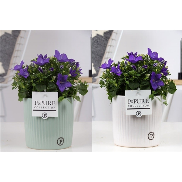 <h4>Campanula 'Napoli' Pure Sophie</h4>