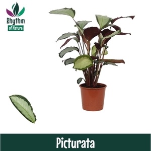 Calathea 17cm Picturata Rhythm of Nature