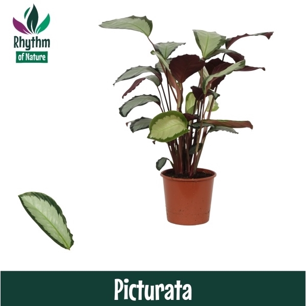 <h4>Calathea 17cm Picturata Rhythm of Nature</h4>