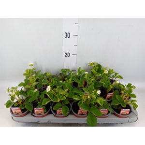 Fragaria   ...
