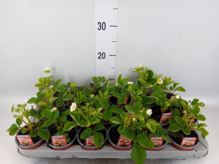 <h4>Fragaria   ...</h4>