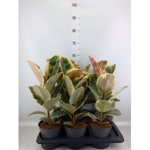 Ficus elastica 'Tineke'