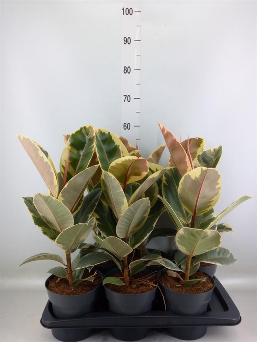 <h4>Ficus elastica 'Tineke'</h4>