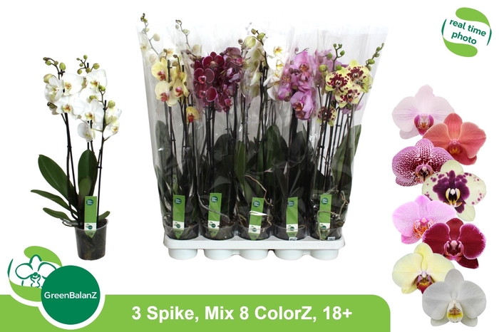 <h4>PHAL GEM 8 KL</h4>