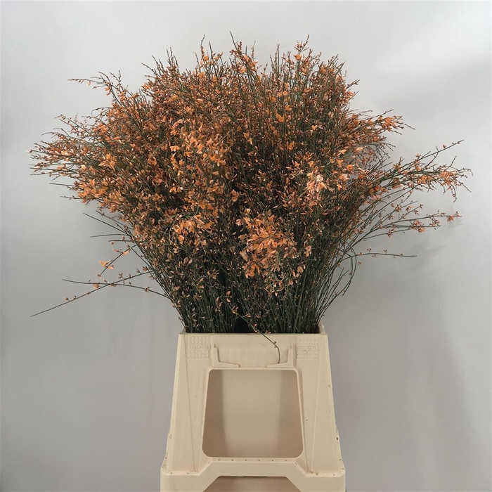 <h4>Genista Col Orange 200gr</h4>