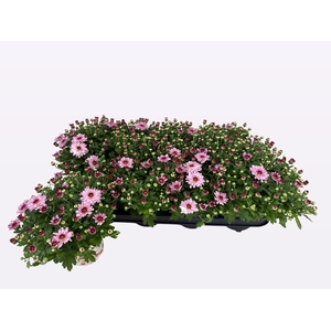 CHRY FLAIR PINK