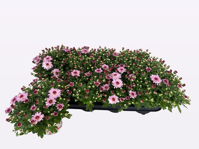 <h4>CHRY FLAIR PINK</h4>