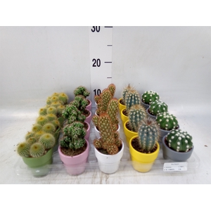 Cactus   ...mix  5