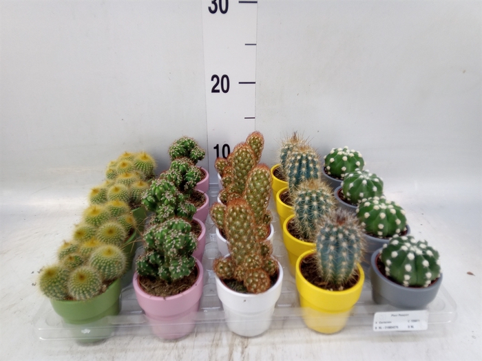 <h4>Cactus   ...mix  5</h4>