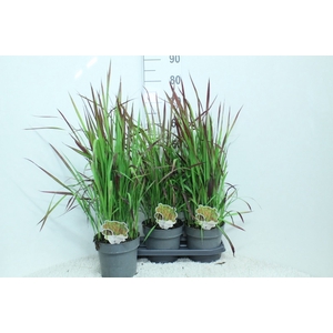 Imperata cylindrica 'Red Baron'