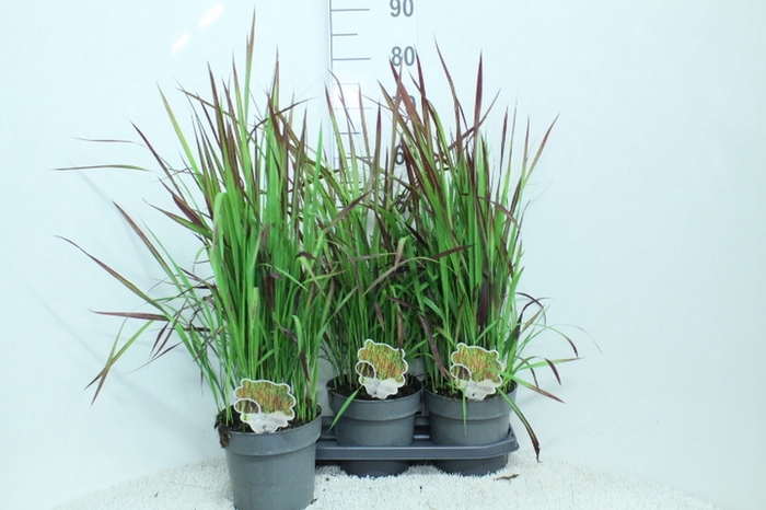 <h4>Imperata cylindrica 'Red Baron'</h4>