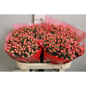 Hyp Sweet Rom 70cm