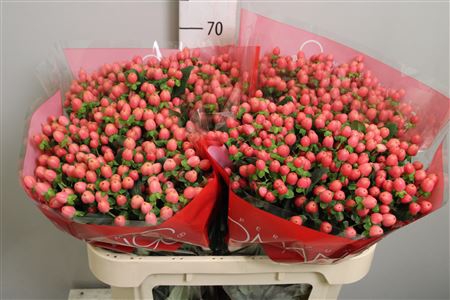 <h4>Hyp Sweet Rom 70cm</h4>