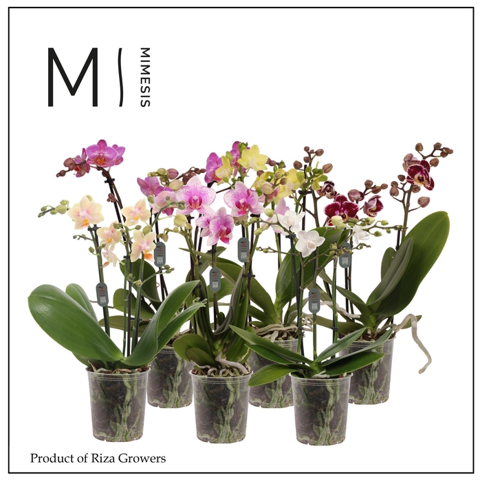 <h4>Phalaenopsis Mix 3 spike - 9cm | Mimesis</h4>