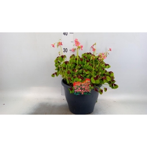 Oxalis tetraphylla 'Iron Cross'