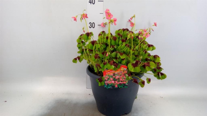 <h4>Oxalis tetraphylla 'Iron Cross'</h4>