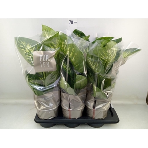 Dieffenbachia seg. 'Tropic Snow'