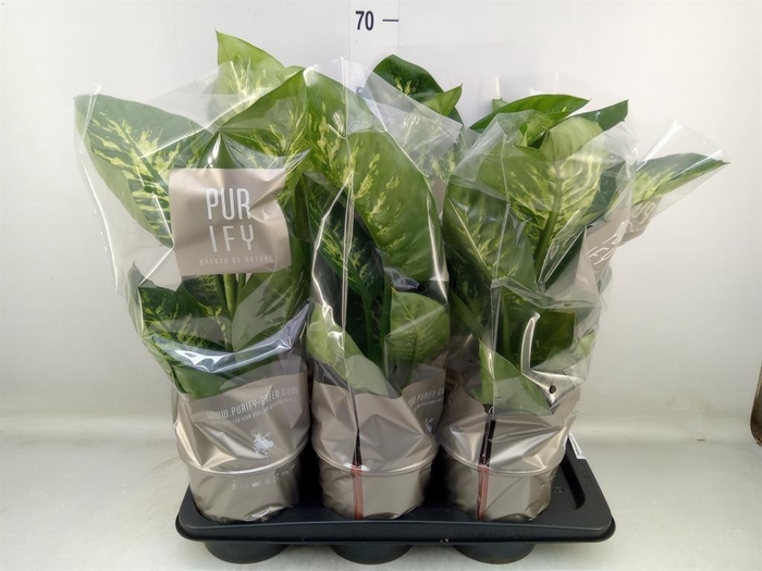 <h4>Dieffenbachia seg. 'Tropic Snow'</h4>