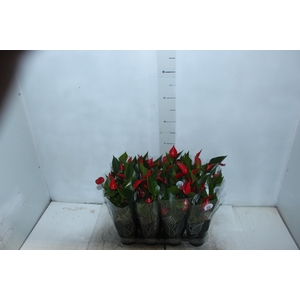 ANTHURIUM MINI MILLION PURE P09