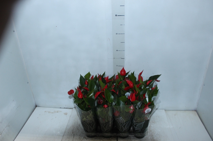 <h4>ANTHURIUM MINI MILLION PURE P09</h4>