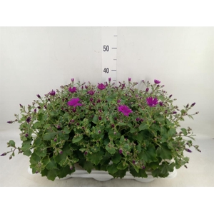 Pericallis cr. 'Senetti Magenta'