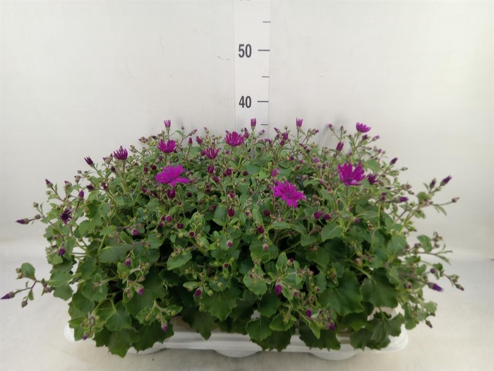 <h4>Pericallis cr. 'Senetti Magenta'</h4>