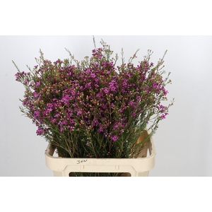 Chamelaucium Rotem