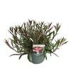 Gaura Pink
