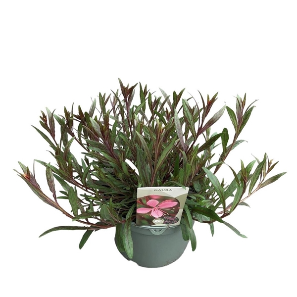 Gaura Pink