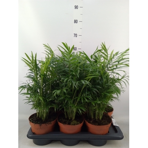 Chamaedorea elegans