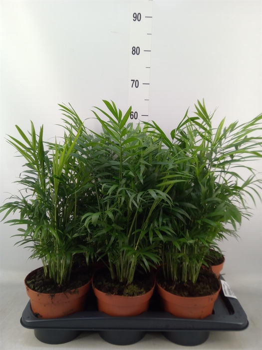 <h4>Chamaedorea elegans</h4>