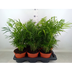 Chamaedorea elegans
