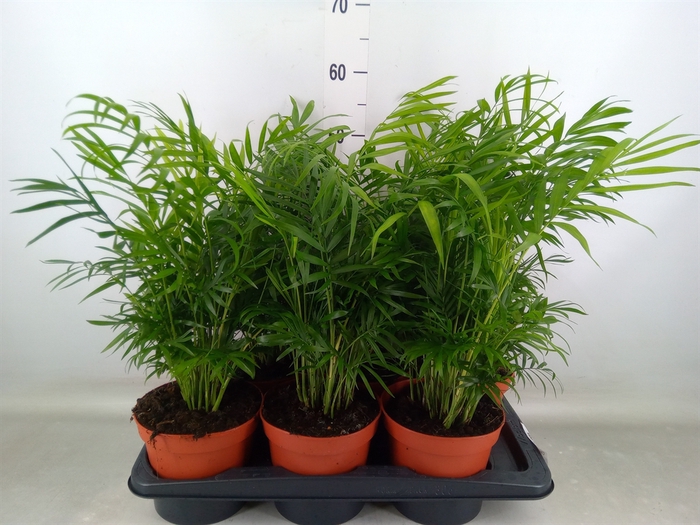 <h4>Chamaedorea elegans</h4>