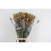 ANIGOZ JUDITH GREEN/RED 090CM