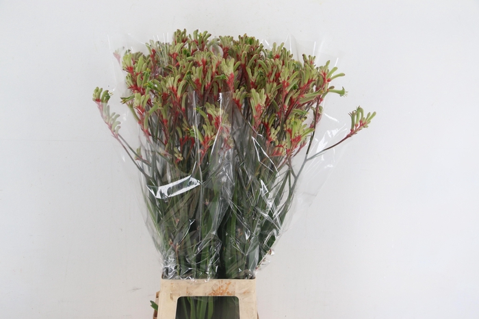 ANIGOZ JUDITH GREEN/RED 090CM
