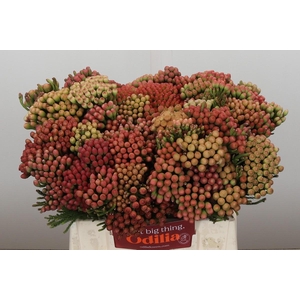 Kaaps Groen Red Brunia Medium