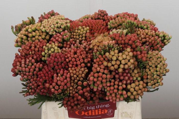 <h4>Kaaps Groen Red Brunia Medium</h4>