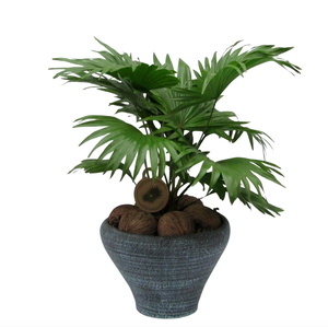 Livistona in hoedje blauw