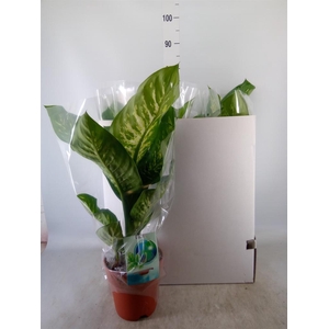 Dieffenbachia seg. 'Tropic Snow'